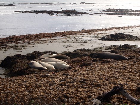 Elephant Seals