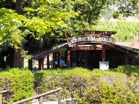 Winery Varietal Walk